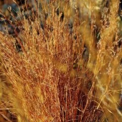 Blaze Little Bluestem Grass -Cheap Plant & Flowers Store schizachyrium scoparium blaze cropped 2