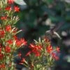 Royal Catchfly (Silene) 1 Royal Catchfly (Silene) -Cheap Plant & Flowers Store scott myrick hummingbird silene regia royal catch fly wa
