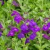 Dark Violet Skullcap (Scutellaria) -Cheap Plant & Flowers Store scutellaria dark violet close up flower