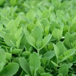 Autumn Fire Sedum -Cheap Plant & Flowers Store sed autumnfire fol northcreek nu