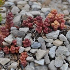Old Man's Bones Sedum -Cheap Plant & Flowers Store sedum globosum old mans bones growing 1
