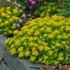 Orange Stonecrop -Cheap Plant & Flowers Store sedum kamtschaticum 1