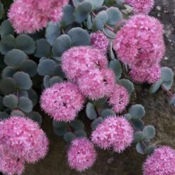 October Daphne Sedum -Cheap Plant & Flowers Store sedum seboldii october daphne 11