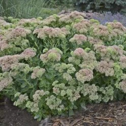Autumn Fire Sedum -Cheap Plant & Flowers Store sedum autumn fire whole plant e