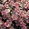 Voodoo Sedum 2 Voodoo Sedum -Cheap Plant & Flowers Store sedum purium voo doo 001 720x720 72 rgb