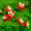 Red Hobbit Columbine -Cheap Plant & Flowers Store shutterstock 42234346 aquilegia caerulea red hobbit 1