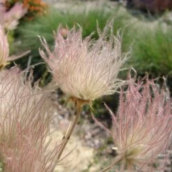 Apache Plume (Fallugia) 12 Apache Plume (Fallugia) -Cheap Plant & Flowers Store shutterstock apache plume fallugia paradoxa 1 cropped