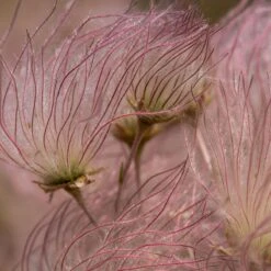 Apache Plume (Fallugia) 11 Apache Plume (Fallugia) -Cheap Plant & Flowers Store shutterstock apache plume fallugia paradoxa 2 cropped