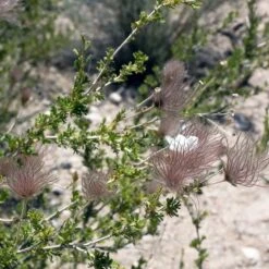 Apache Plume (Fallugia) 14 Apache Plume (Fallugia) -Cheap Plant & Flowers Store shutterstock apache plume fallugia paradoxa 3 cropped