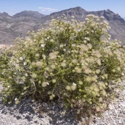 Apache Plume (Fallugia) 13 Apache Plume (Fallugia) -Cheap Plant & Flowers Store shutterstock apache plume fallugia paradoxa 4 cropped