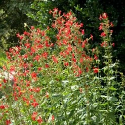Royal Catchfly (Silene) -Cheap Plant & Flowers Store silene reiga royal catchfly full plant