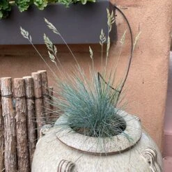 Siskiyou Blue Fescue Grass -Cheap Plant & Flowers Store siskiyou blue fescue 2