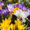 Snow Crocus Mix 2 Snow Crocus Mix -Cheap Plant & Flowers Store snow crocus mix 1