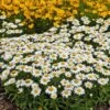 Snowcap Shasta Daisy 2 Snowcap Shasta Daisy -Cheap Plant & Flowers Store snowcap shasta daisy 1