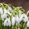 Snowdrops -Cheap Plant & Flowers Store snowdrops green white 530249788 cropped