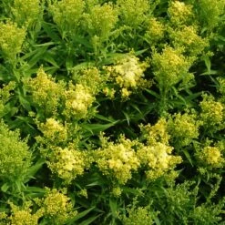 Little Lemon Goldenrod (Solidago) -Cheap Plant & Flowers Store solidago mike davy little lemon goldenrod cropped