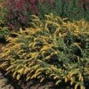 Golden Fleece Goldenrod (Solidago) -Cheap Plant & Flowers Store solidago sphacelata golden fleece 91928 web 1 2