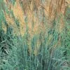 Llano Indian Grass -Cheap Plant & Flowers Store sorghastrum nutans llano 1 2