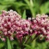 Soulmate Swamp Milkweed -Cheap Plant & Flowers Store soulmate milkweed asclepias incarnata