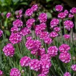 Splendens Armeria 6 Splendens Armeria -Cheap Plant & Flowers Store splendens sea thrift armeria maritima flowers blooming