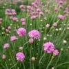 Splendens Armeria -Cheap Plant & Flowers Store splendens sea thrift armeria maritima splendens flowres