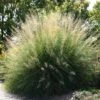Windbreaker Giant Sacaton Grass -Cheap Plant & Flowers Store sporobolus wrightii pat plant selecthayward1 cropped