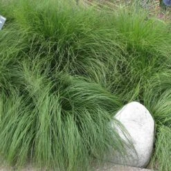 Prairie Dropseed Grass -Cheap Plant & Flowers Store sporobolus heterolipis close up of foliage 91930 cropped