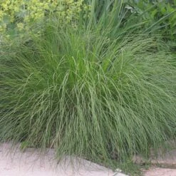 Prairie Dropseed Grass -Cheap Plant & Flowers Store sporobolus heterolipis foliage cropped