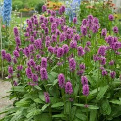 Hummelo Betony -Cheap Plant & Flowers Store stachys monieri hummelo 3