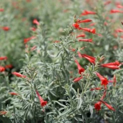 Stardust Hummingbird Trumpet (Zauschneria) 5 Stardust Hummingbird Trumpet (Zauschneria) -Cheap Plant & Flowers Store stardust zauschneria 2