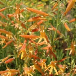 SteppeSuns® Sunset Glow Penstemon 6 SteppeSuns® Sunset Glow Penstemon -Cheap Plant & Flowers Store steppesuns sunset glow penstemon flowers