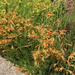 SteppeSuns® Sunset Glow Penstemon 7 SteppeSuns® Sunset Glow Penstemon -Cheap Plant & Flowers Store steppesuns sunset glow penstemon orange