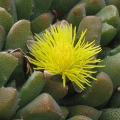 Night-Blooming Ice Plant (Stomatium) -Cheap Plant & Flowers Store stomatium mustilnum flower