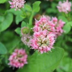 Alternative Lawn Wildflower Seed Mix 15 Alternative Lawn Wildflower Seed Mix -Cheap Plant & Flowers Store strawberry clover close up