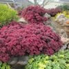 SunSparkler® Dazzleberry Sedum -Cheap Plant & Flowers Store sunsparkler dazzleberry sedum 1