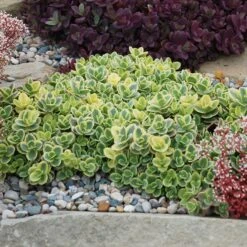 SunSparkler® Lime Twister Sedum 9 SunSparkler® Lime Twister Sedum -Cheap Plant & Flowers Store sunsparkler lime twister sedum