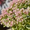 SunSparkler® Lime Twister Sedum 1 SunSparkler® Lime Twister Sedum -Cheap Plant & Flowers Store sunsparkler lime twister sedum close up