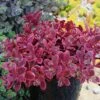 SunSparkler® Wildfire Sedum 1 SunSparkler® Wildfire Sedum -Cheap Plant & Flowers Store sunsparkler wildfire sedum container 2