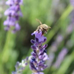 Sharon Roberts English Lavender 12 Sharon Roberts English Lavender -Cheap Plant & Flowers Store susan quimby honey bee lavender or 4