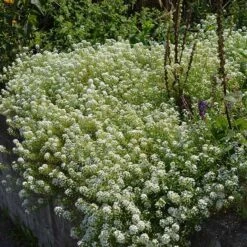 Alternative Lawn Wildflower Seed Mix 13 Alternative Lawn Wildflower Seed Mix -Cheap Plant & Flowers Store sweet alyssum