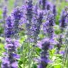 Texas Violet Salvia -Cheap Plant & Flowers Store texas violet mealy sage salvia farinacea