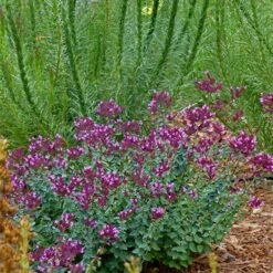 Thanksgiving Ornamental Oregano 7 Thanksgiving Ornamental Oregano -Cheap Plant & Flowers Store thanksgiving ornamental oregano oreganum with liatris garden