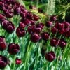Queen Of The Night Single Late Tulip -Cheap Plant & Flowers Store tulip queen of the night cropped 1