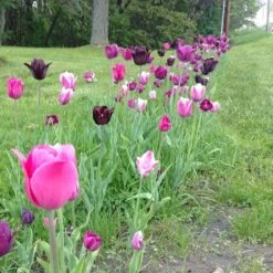 Blue Moon Triumph Tulip Mix -Cheap Plant & Flowers Store tulip blue moon mix cropped hm 10