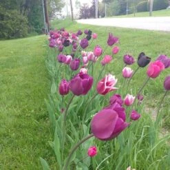 Blue Moon Triumph Tulip Mix -Cheap Plant & Flowers Store tulip blue moon mix cropped hm 6