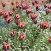 Slawa Triumph Tulip -Cheap Plant & Flowers Store tulipa slawa triumph tulip garden cropped