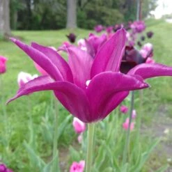 Blue Moon Triumph Tulip Mix -Cheap Plant & Flowers Store tulipa blue moon mix hm 3