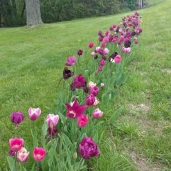 Blue Moon Triumph Tulip Mix -Cheap Plant & Flowers Store tulipa blue moon mix hm 4