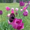 Blue Moon Triumph Tulip Mix 1 Blue Moon Triumph Tulip Mix -Cheap Plant & Flowers Store tulipa blue moon mix hm 5