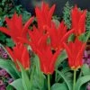Red Emperor Tulip -Cheap Plant & Flowers Store tulipredemperor 3